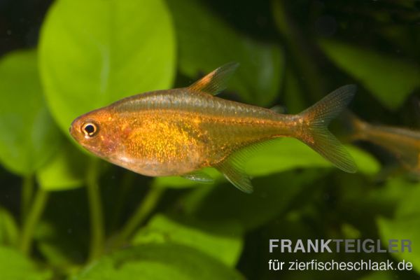 Feuersalmler - Hyphessobrycon amandae